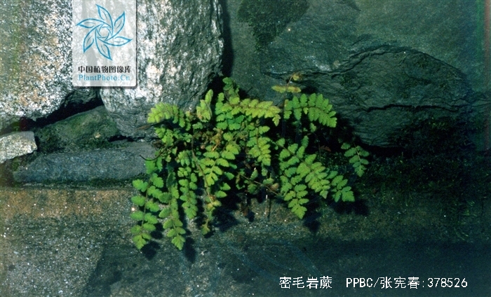  p>密毛岩蕨(学名:woodsia rosthorniana diels)是岩蕨科岩蕨属植物