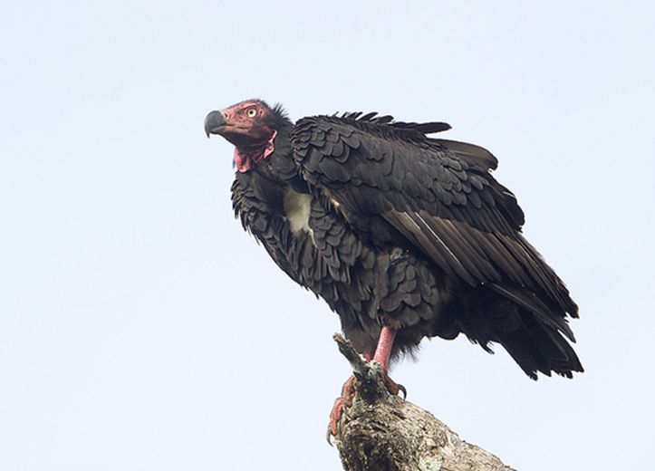 calvus /i>)为 a target="_blank" href="/item/隼形目">隼形目 /a> a