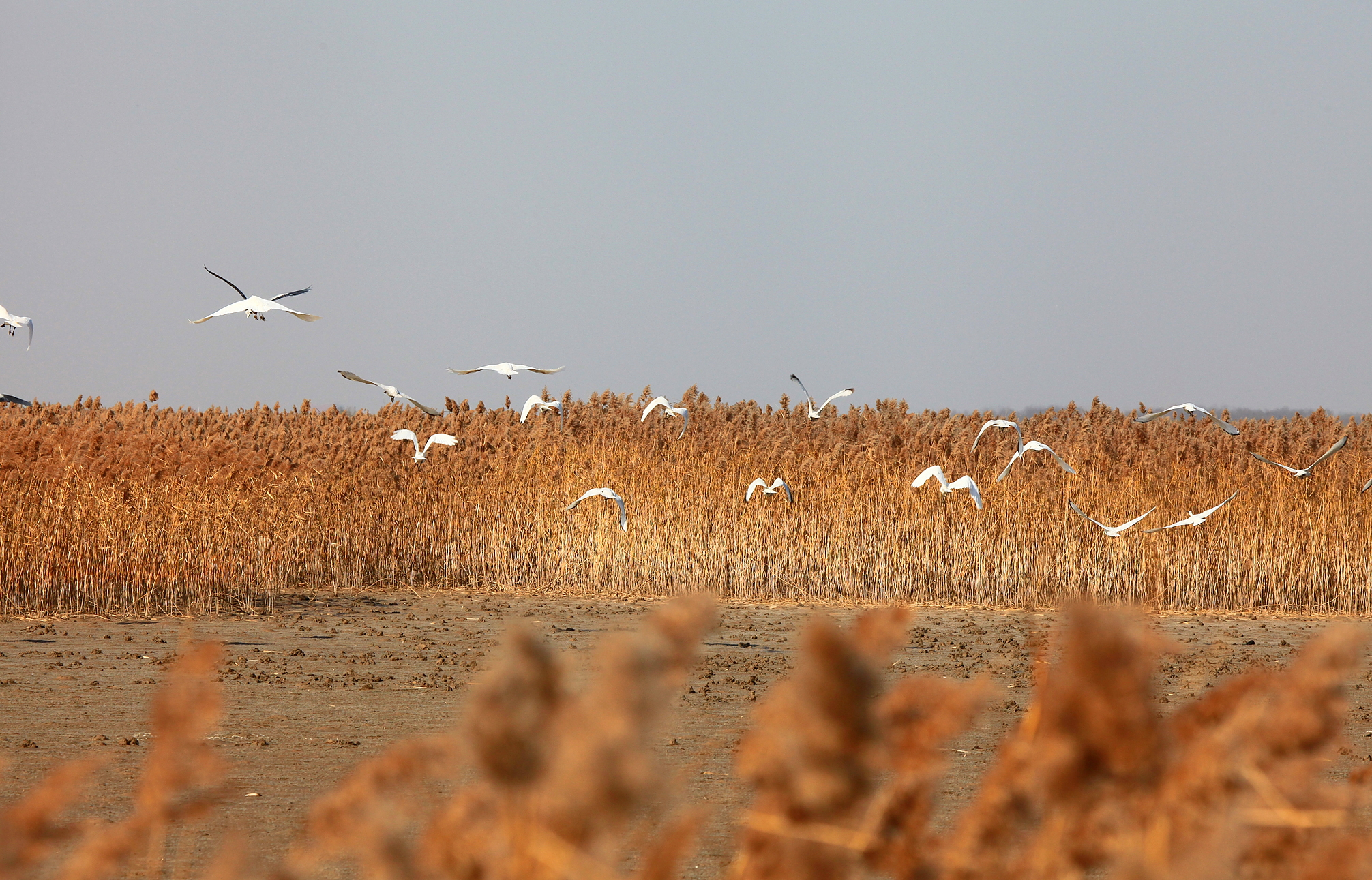 黄(渤)海候鸟栖息地(第一期)
