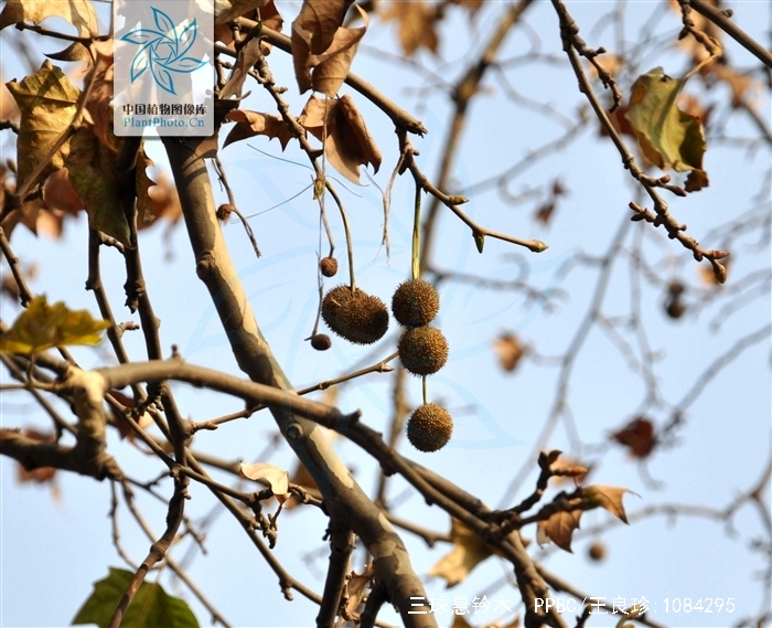  p>三球悬铃木( i>platanus orientalis /i> linn.