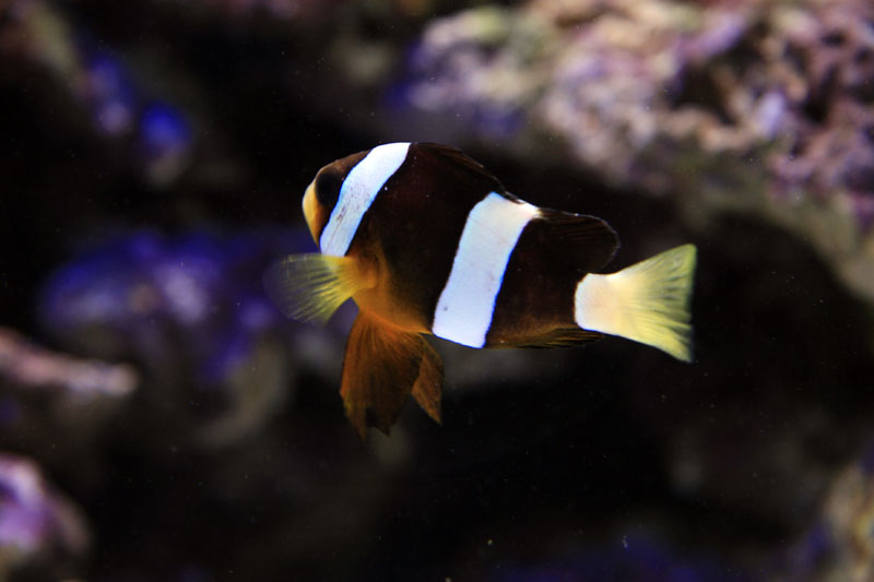 太平洋双带小丑