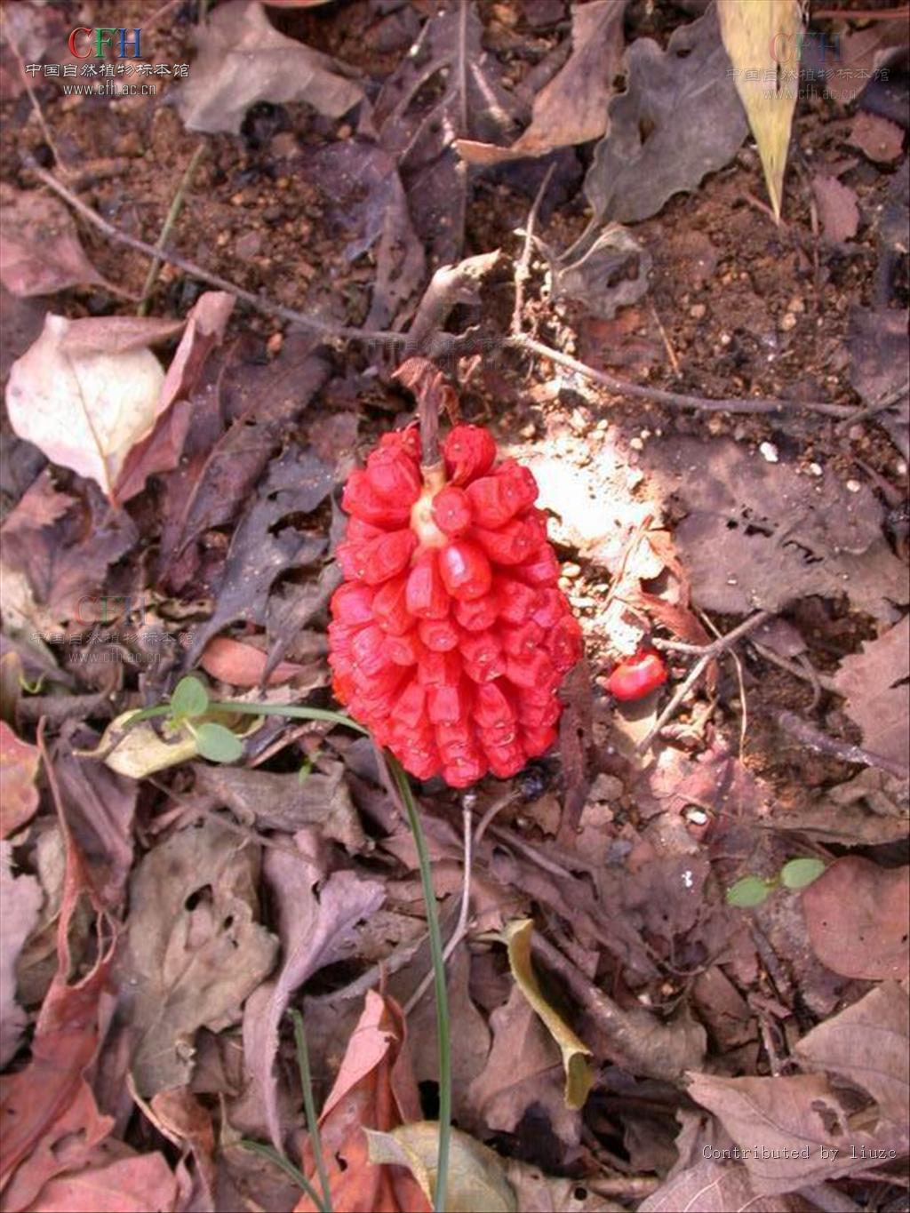 天南星科植物图片(天南星科的植物怎么养)