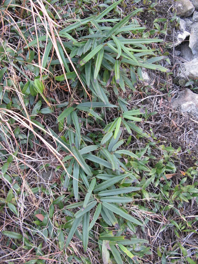 马兜铃