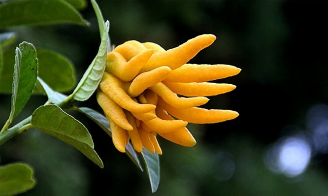 sarcodactylis)别名:佛手柑,五指香橼, a target="_blank" href="