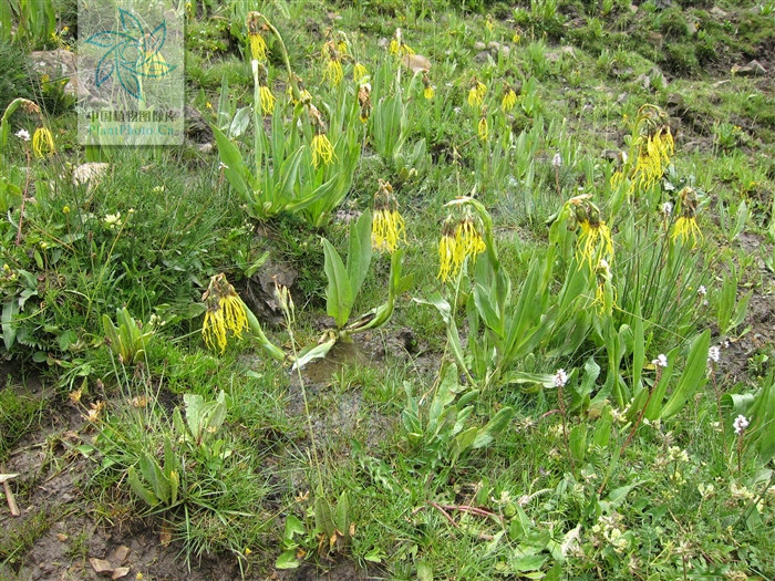 cremanthodlum stenactinium