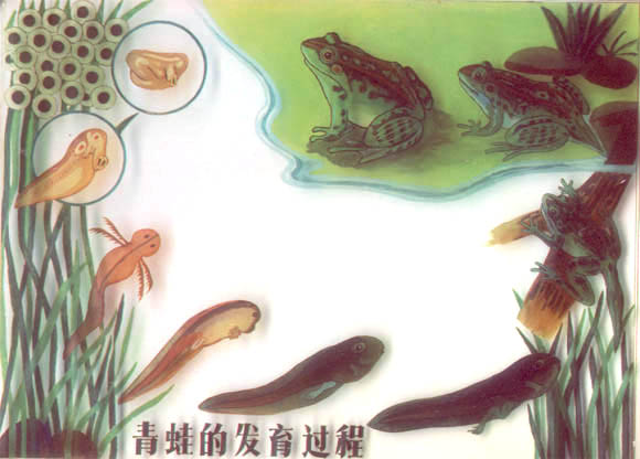 biology)是一门研究生物体从精子和卵子发生,受精,发育,生长到衰老