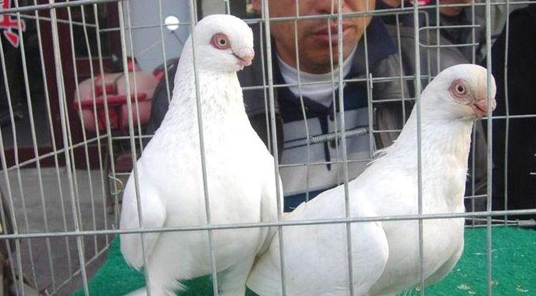  p>白毛脚鸽也称 a href="#" data-lemmaid="11184818">毛脚白 /a>,为