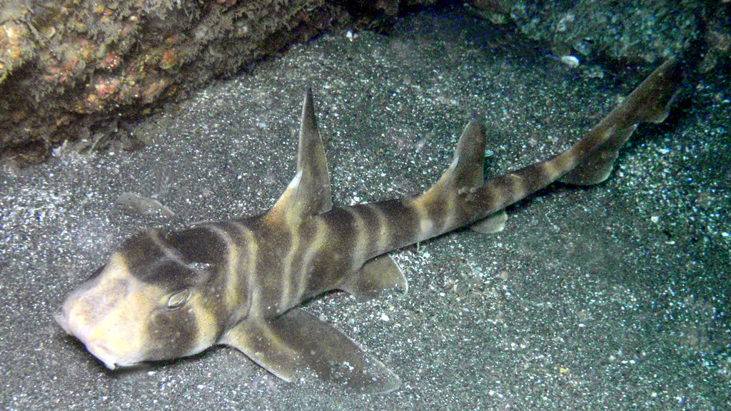  p>宽纹虎鲨(学名: i>heterodontus japonicus /i>)是虎鲨科,虎鲨属中