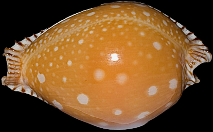 菲律宾金星宝螺