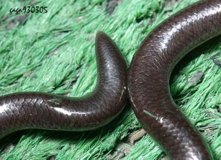 ramphotyphlops  braminus