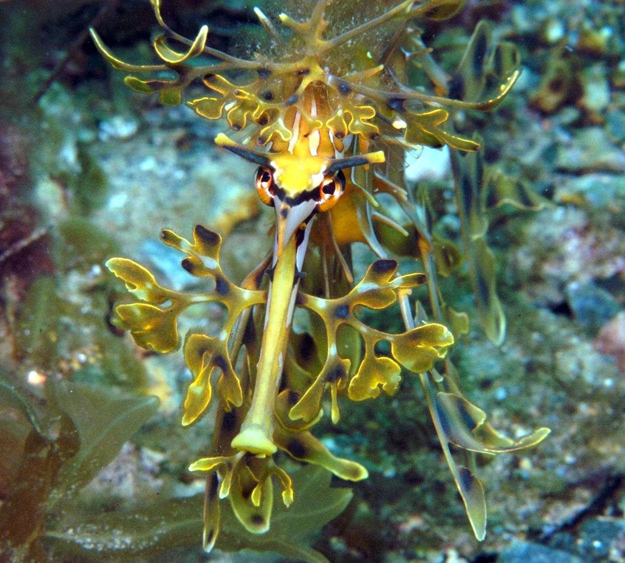  p>叶海龙(学名: i>phycodurus eques /i>)是海龙科,叶海龙属鱼类.