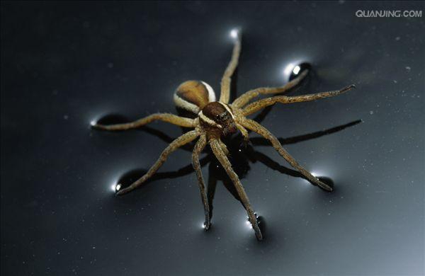 p>捕鱼蛛(dolomedes)属于盗蛛科,又称食鱼蜘蛛,狡蛛,跑蛛等.
