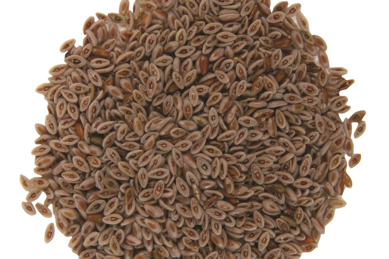  p>圆苞车前子壳是人工种植的车前科车前属圆苞车前(拉丁学名