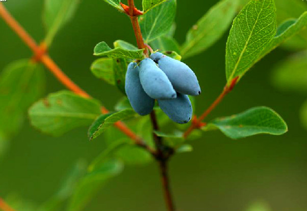  p>蓝靛果(学名: i>lonicera caerulea /i> l. var.