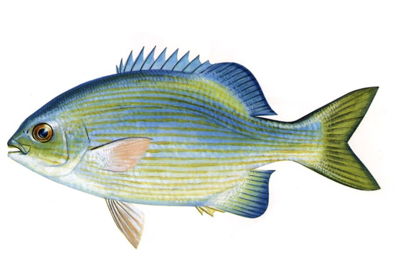  p data-id="go0n7kteqe">长鳍底灯鱼分布于世