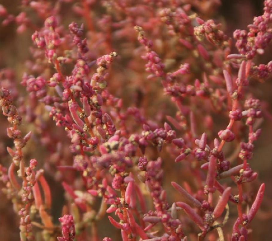是藜科碱蓬属植物.一年生草本,高20-80厘米,绿色或紫红色.