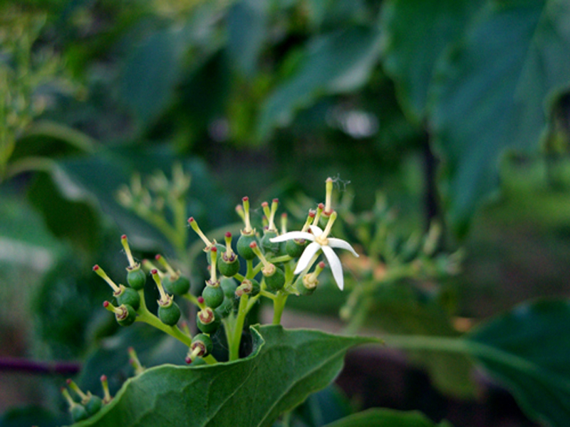  p>灰叶梾木(学名: i>swida poliophylla  /i>(schneid.