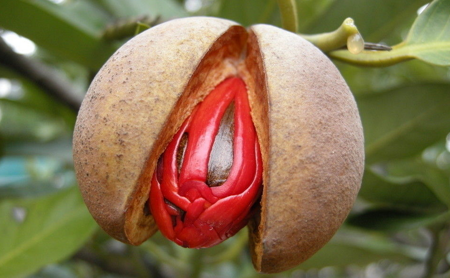  p>肉豆蔻属(学名:myristica gronov.