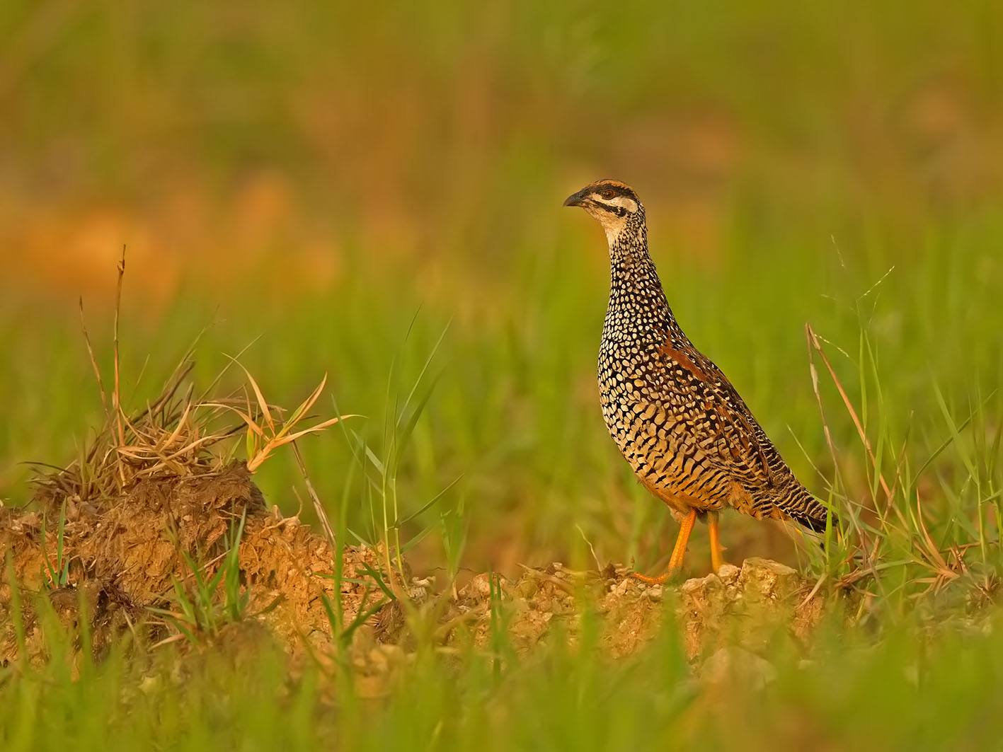 yellow-necked francolin/p p>是雉科鸡鹧鸪属的鸟类