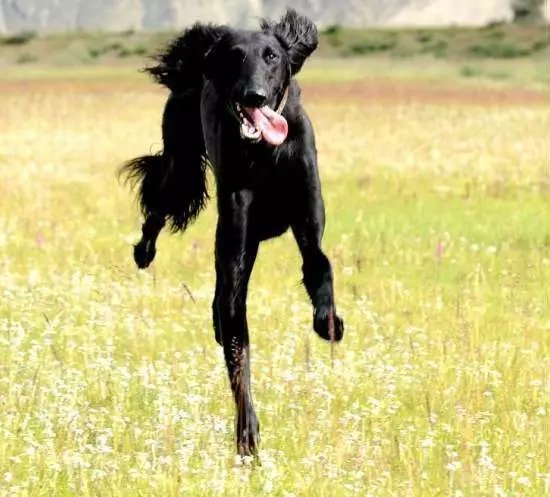 中国细犬，原生犬健美优雅不输洋狗_百科TA说