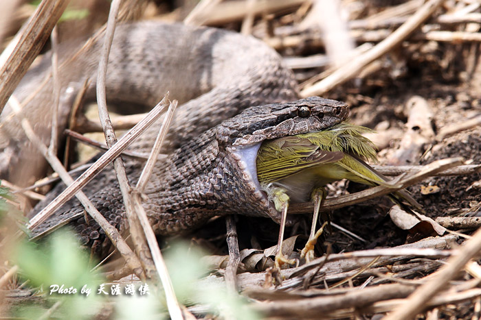  p>蛇岛蝮(学名:gloydius shedaoensis)是 a href="#" data-lemmaid="