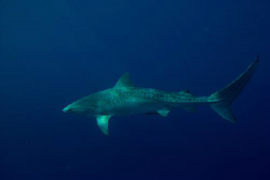  p>眶崤虎鲨(学名:heterodontus galeatus)是 a href="#" data-lemma