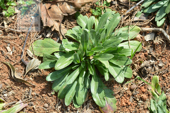 erigeron breviscapus