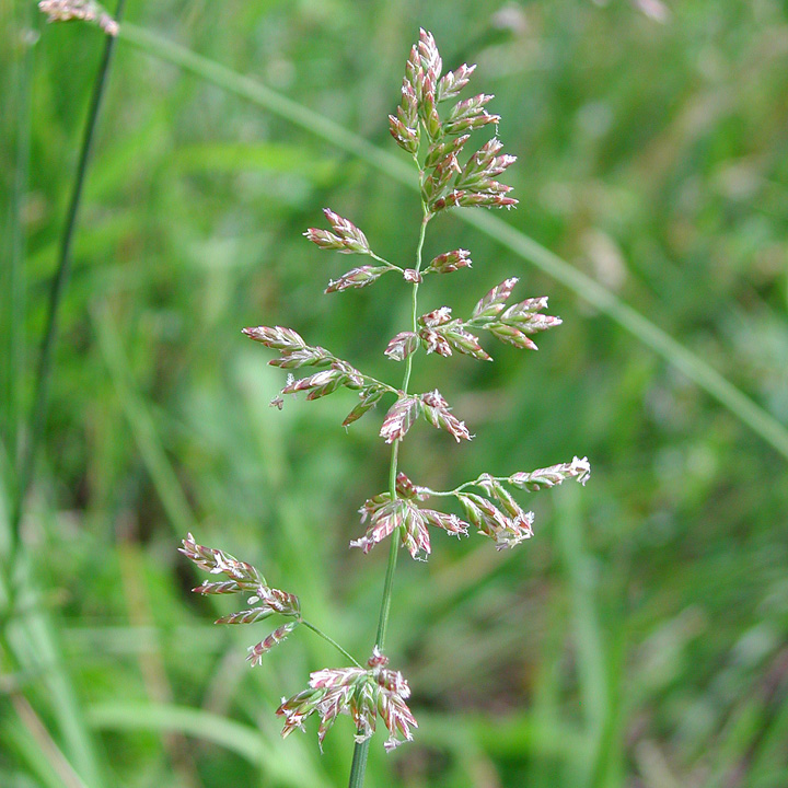 是禾本科早熟禾属多年丛生型禾草.