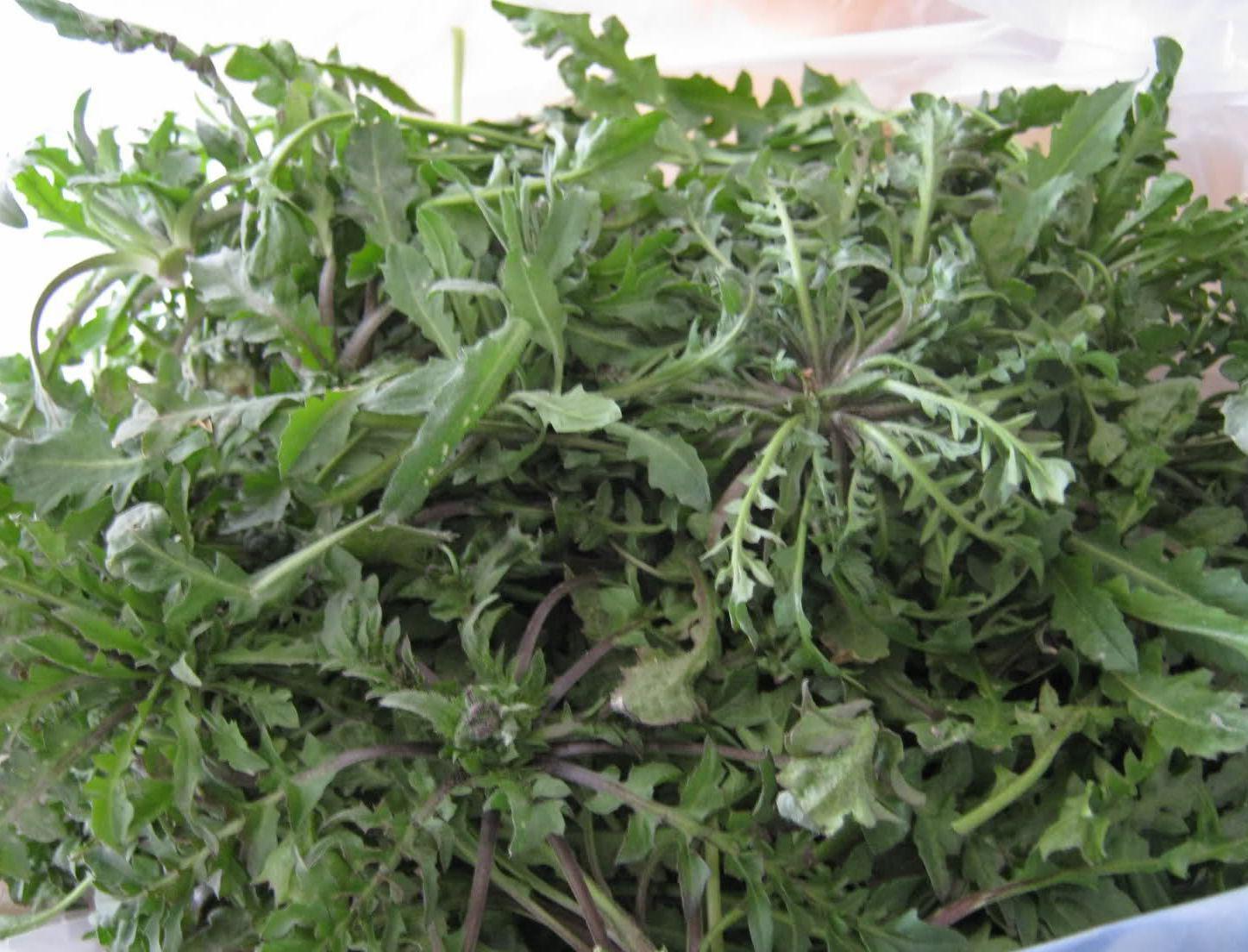 荠荠菜,俗名地地菜,别名枕头草, a target="_blan