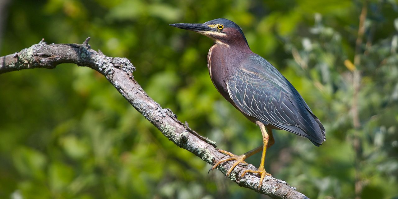  p>美洲绿鹭(学名: i>butorides virescens /i>)共有5个亚种.
