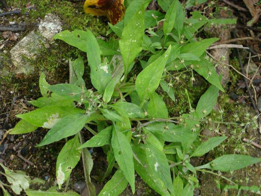  p>直刺变豆菜(拉丁学名: i>sanicula orthacantha /i> s.