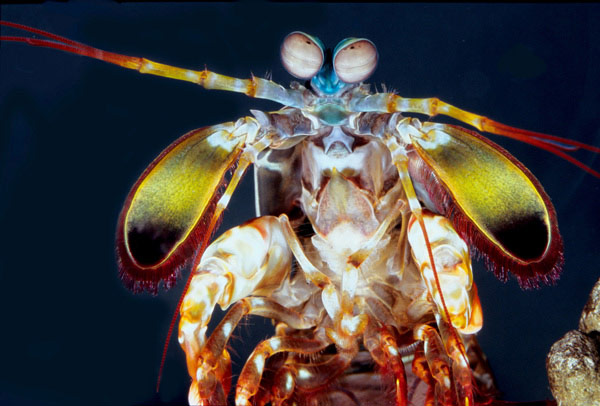  p>雀尾螳螂虾(学名: i>odontodactylus scyllarus /i>):是软甲纲,齿