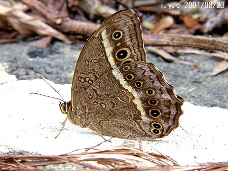  p>永泽黄斑荫蝶,展翅宽60～70mm.