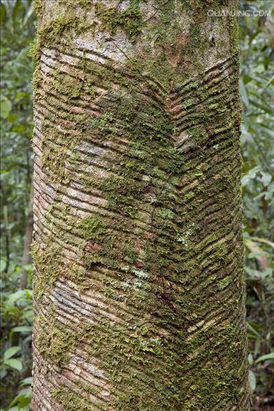 arg.)是大戟科,橡胶树属植物.