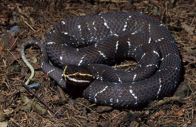 " data-lemmaid="967494">蛇亚目 /a>蝰蛇科蝮亚科蝮属下的一种毒蛇