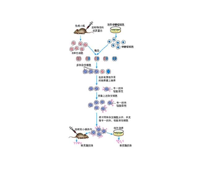 单克隆抗体流程图图片