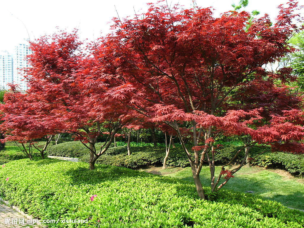 是指其叶片,茎杆等常年呈现出异色(非绿色)的植物,如 a target="