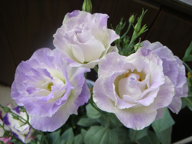  p>洋桔梗( i>eustoma grandiflorum /i>(raf.