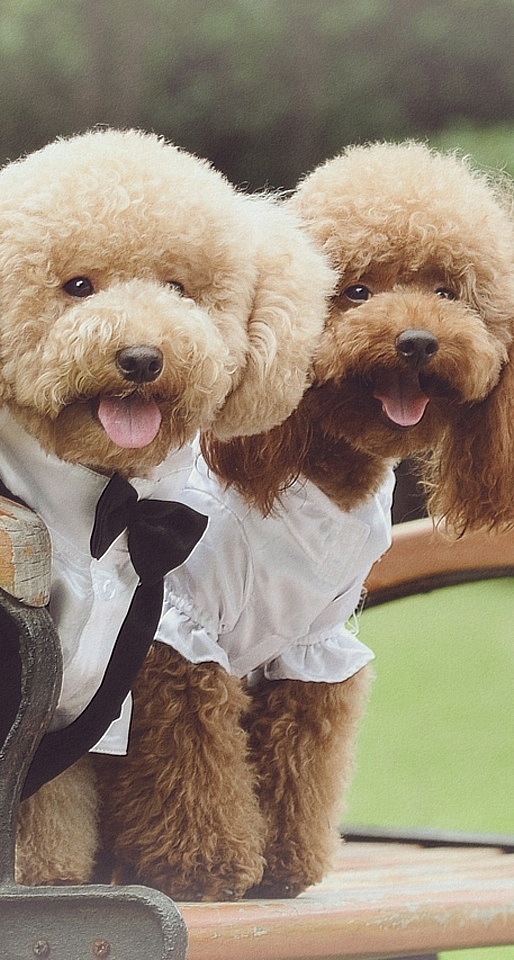  p>贵宾犬(poodle),也称"贵妇犬",又称"卷毛狗",在德语中,pudel是"