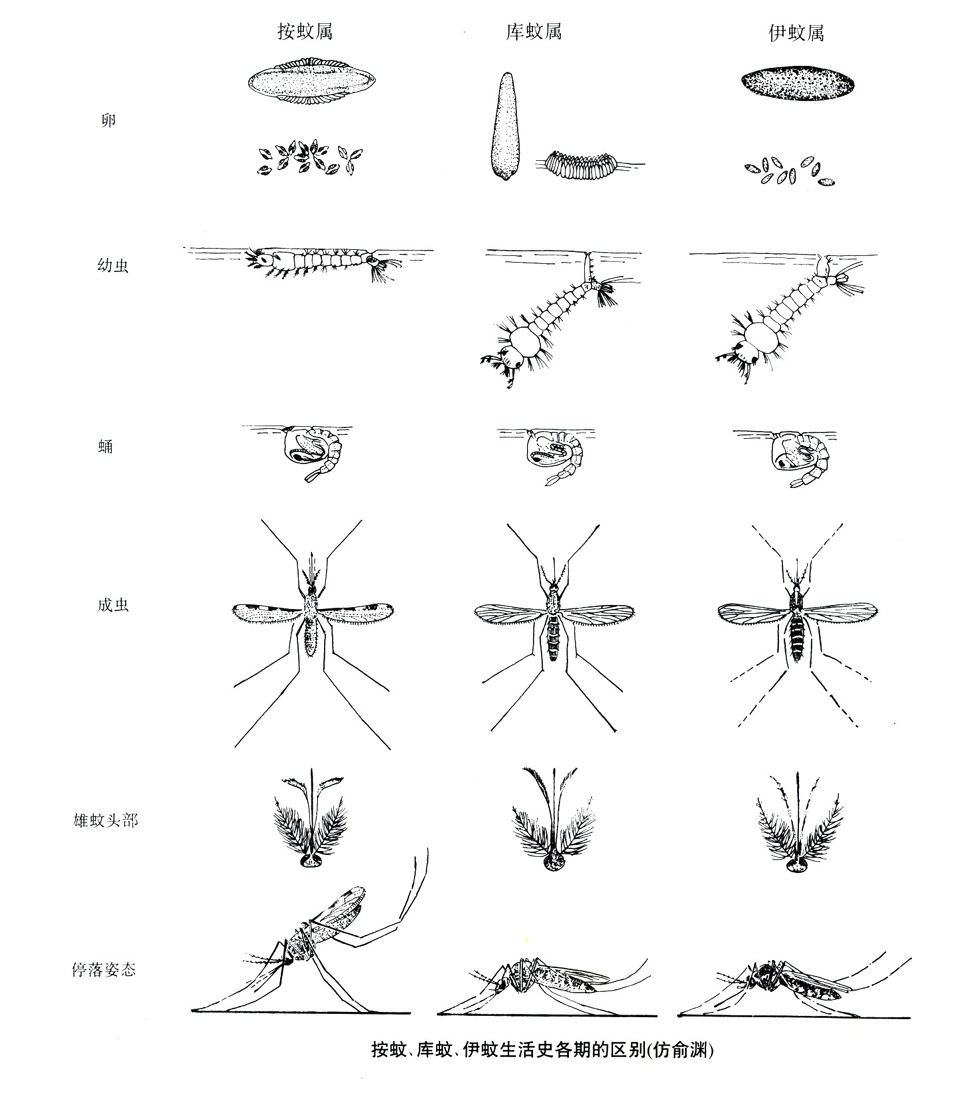 data-id="tiowgecdhogo">按蚊是双翅目蚊科按蚊属昆虫的通称,又称疟蚊