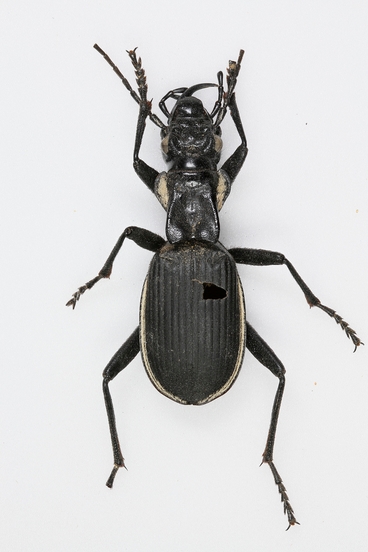 two-spotted ground beetle