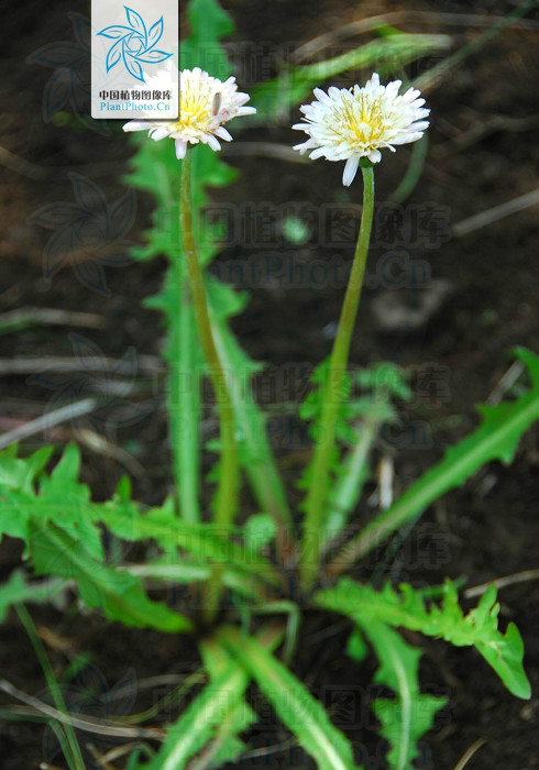  p>白花蒲公英(taraxacum pseudo- albidum kitag.