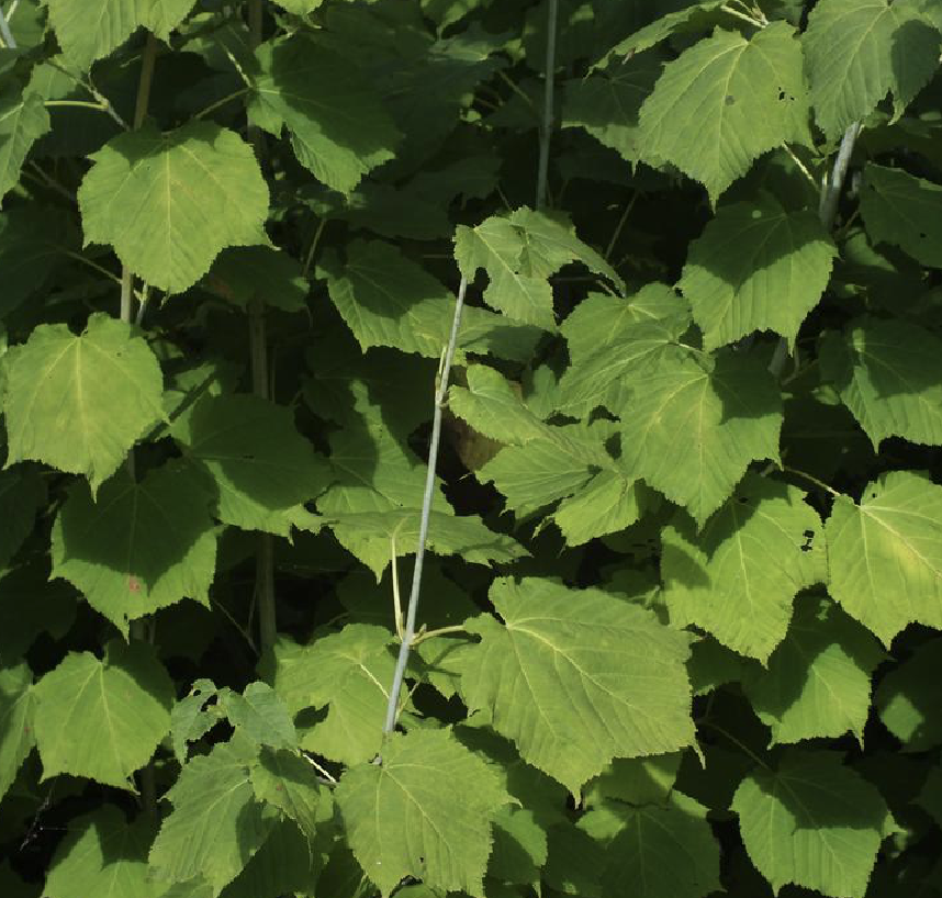 是槭树科槭属植物,落叶乔木,高10-15米.