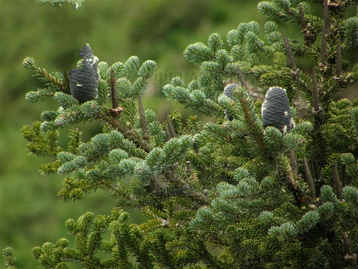  p>岷江冷杉(学名: i>abies faxoniana /i> rehd.