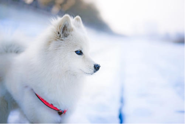 银狐犬的优缺点，是否适合你带他回家？_百科TA说