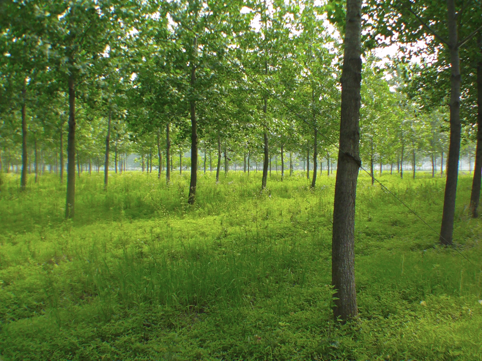  p>北京杨(学名: i>populus × beijingensis /i> w. y.