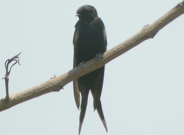  p>黑锯翅燕科属于 a href="#" data-lemmaid="3516708">脊索动物门 