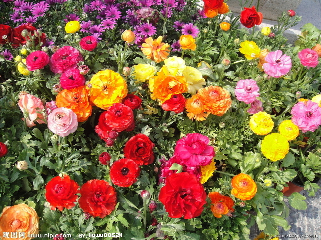 百花
