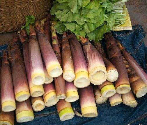 ex lindl. ) munro var. henonis (mitford) stapf ex rendle