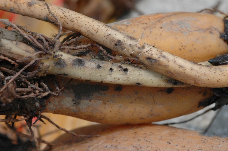  p>莲藕根金花虫属于鞘翅目,叶甲科.